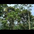 Jual Kebun Durian Jl Raya Karangpandan Karanganyar