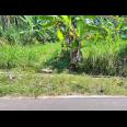 Kebun Durian 950m 250Jt Mojogedang Karanganyar 