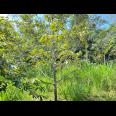 Kebun Durian 1000m² Bonus Bangunan Karanganyar 