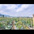Tanah 7000m² Cocok Untuk Wisata Kebun Buah Ngargoyoso 