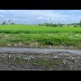 Tanah Datar View Sawah 432m² Sambirejo Sragen 