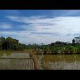 Tanah Sawah Strategis Dataran Tinggi Kerjo Karanganyar