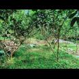 Tanah Kebun Jambu di Kota Wisata Ngargoyoso Karanganyar