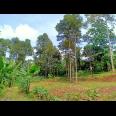 Tanah Kebun Durian & Sumber Mata Air Mojogedang Karanganyar