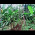 Tanah Cocok untuk Kebun Buah / Investasi Kerjo Karanganyar