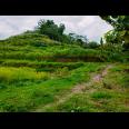Tanah Subur Cocok untuk Kebun Buah Sambirejo Sragen