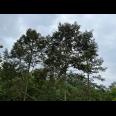 Tanah Kebun Durian 1609m² Ngargoyoso Karanganyar 