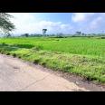 Tanah Subur Strategis 10245m² Kedawung Sragen
