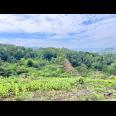 Tanah 2960m² Hanya 275 Juta Udara Dingin Karangpandan  