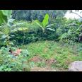  Pekarangan 225 Juta Cocok untuk Kebun Buah Ngargoyoso
