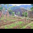 Tanah 800m² View Perkebunan Teh Karanganyar 