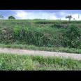 Tanah Subur 1000m²  300 Juta Karangpandan 