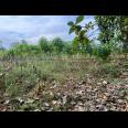 TERMURAH!!!! Tanah Datar 750m 125Jt Kedawung, Sragen 