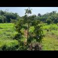 Tanah Kebun Buah 2020m² Kedawung Sragen