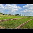 Tanah Super Datar 3889m² Sambirejo Sragen 