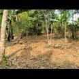 Kebun Durian 450m2 75 Juta Karanganyar