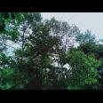Kebun Durian Siap Panen Kerjo Karanganyar