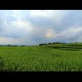 Tanah Pekarangan View Sawah Kerjo Karanganyar