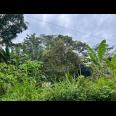 Kebun Durian Siap Berbuah Mojogedang Karanganyar