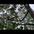 Kebun Durian 2233m² Hanya 350 Juta Kemuning Karanganyar 