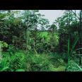 Tanah Bonus Pohon Durian Cocok dibangun Villa Karangpandan Karanganyar