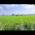 Tanah Subur Strategis 10245m² Kedawung Sragen