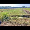 Tanah Subur 1191m² 300 Juta Kedawung Sragen