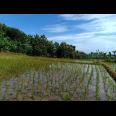 Tanah Sawah Strategis Dataran Tinggi Kerjo Karanganyar