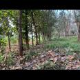 TERMURAH!!!! Tanah Datar 750m 125Jt Kedawung, Sragen 