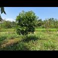Tanah Kebun Buah 2020m² Kedawung Sragen