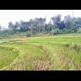 Tanah Subur 6000m² Kawasan Wisata Karangpandan 