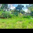 Kebun Durian 950m 250Jt Mojogedang Karanganyar 