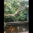 Rumah Full Furnished Siap Huni Di Jalan Raya Woodland Citraland Surabaya