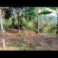 Kebun Durian 450m2 75 Juta Karanganyar