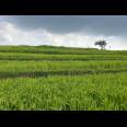 Tanah Subur 1000m²  300 Juta Karangpandan 