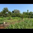 Tanah Kebun Buah 2020m² Kedawung Sragen