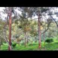 Tanah Kebun Durian 8594m² Siap Panen Karanganyar 