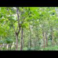 Tanah Kebun Jati  1517m² Karanganyar