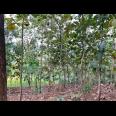 Dijual Tanah 120rb permeter Karangpandan