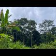 Kebun Durian Siap Berbuah Mojogedang Karanganyar