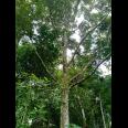 Dijual Tanah Kebun Durian 3600m² Mojogedang Karanganyar