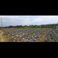 TANAH UNTUK PERUMAHAN DEKAT PODOMORO PARK BUAH BATU BANDUNG