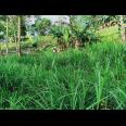 Dijual Tanah Datar Dekat Candi Sukuh Kemuning Karanganyar