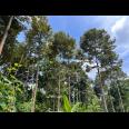 Tanah Kebun Durian & Sumber Mata Air Mojogedang Karanganyar