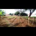 TANAH 1023 M2 BONUS RUMAH SERASA VILLA   SUASANA PEDESAAN DEKAT STASIUN WHOOSH TEGALLUAR BANDUNG