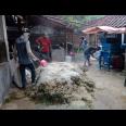 Lahan peternakan lengkap dgn kandang sapi, kambing, ayam, kolam, kebun