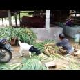 Lahan peternakan lengkap dgn kandang sapi, kambing, ayam, kolam, kebun