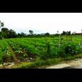Jual Tanah Kosong di Kabanjahe - Kab Karo - Sumatra Utara
