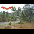 Jalan Raya Trawas Prigen Pasuruan - An Idyllic Location
