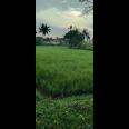 Di jual tanah sawah Kp.bayubud Ciwalen